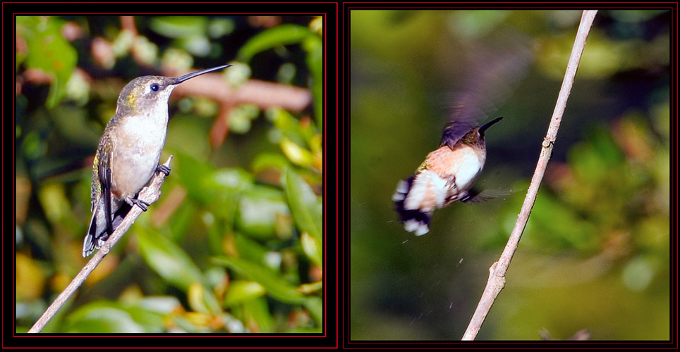 Ruby-throated Hummingbirds