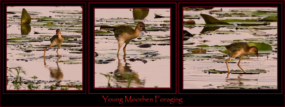 Young Forager