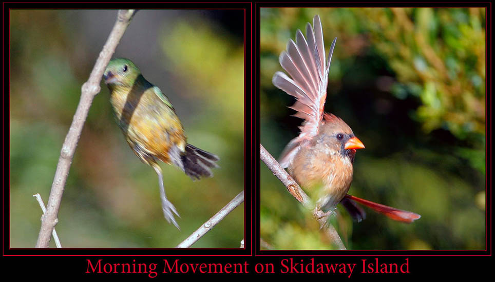 Morning Birds on Skidaway Island