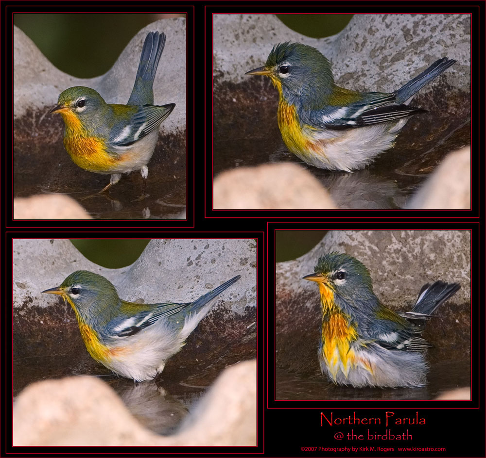 Northern Parula