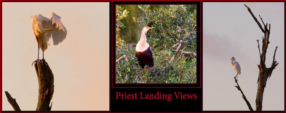 Morning Images from Priest Landing - Great Egrets & Anhinga