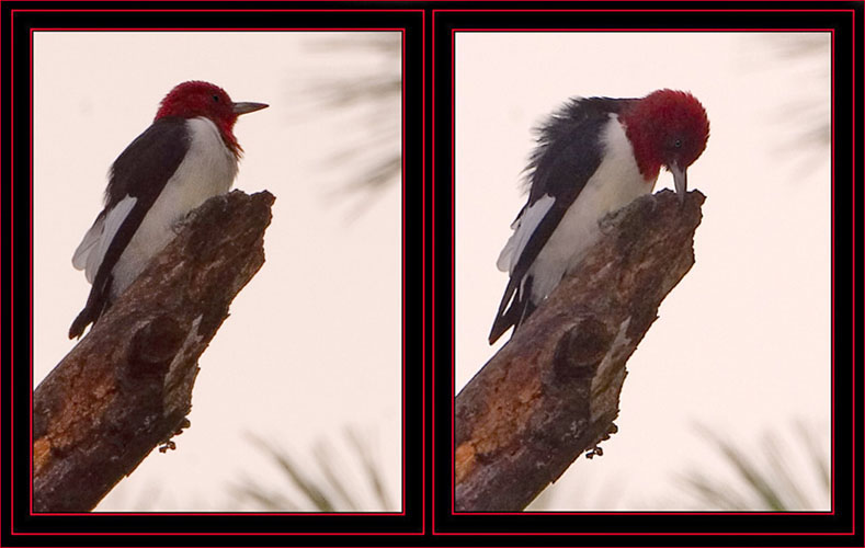 Red-headed Woodpecker