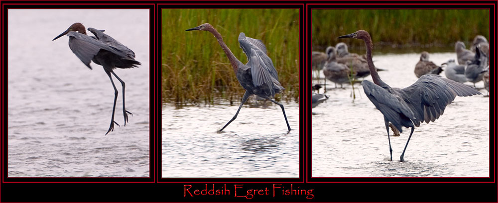 Reddsih Egret 'Dance Routine'