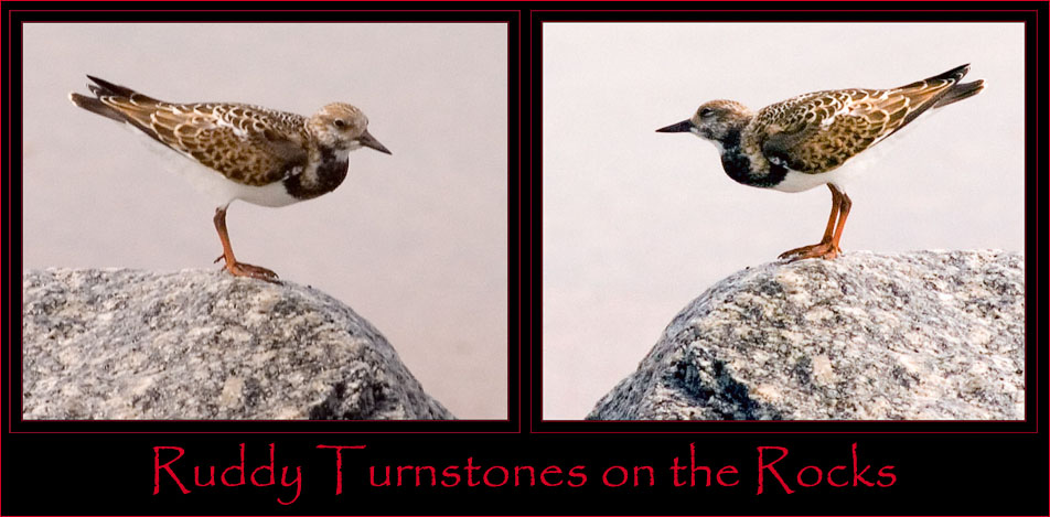 Ruddy Turnstones