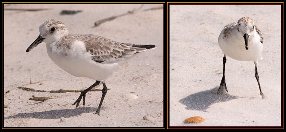 Sanderling