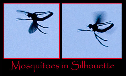 A Pair of High-flying Skeeters