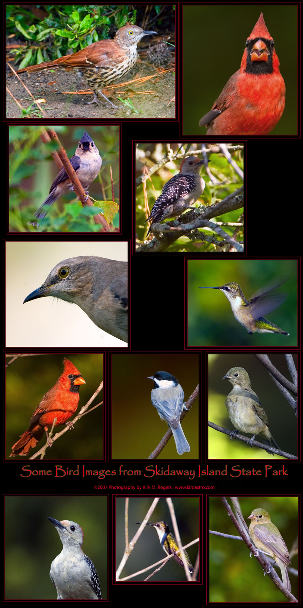 Images from Skidaway Island State Park - Brown Thrasher; Northern Cardinal; Tufted Titmouse; Red-bellied Woodpecker; Northern Mockingbird; Ruby-throated Hummingbird; Carolina Chickadee; Painted Bunting