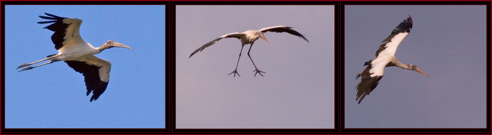 At The Rookery - Wood Storks in Flight