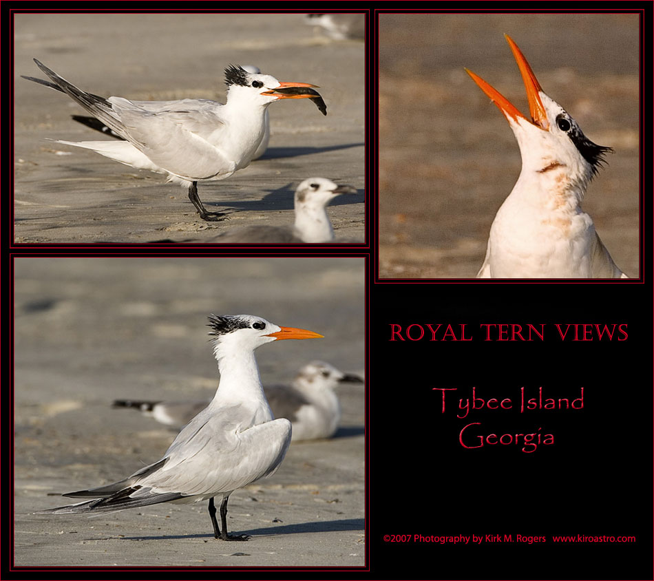 Royal Tern Photographs