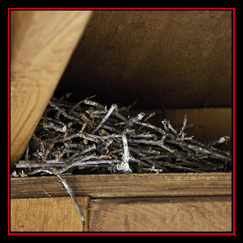 Bewick's Wren Nest