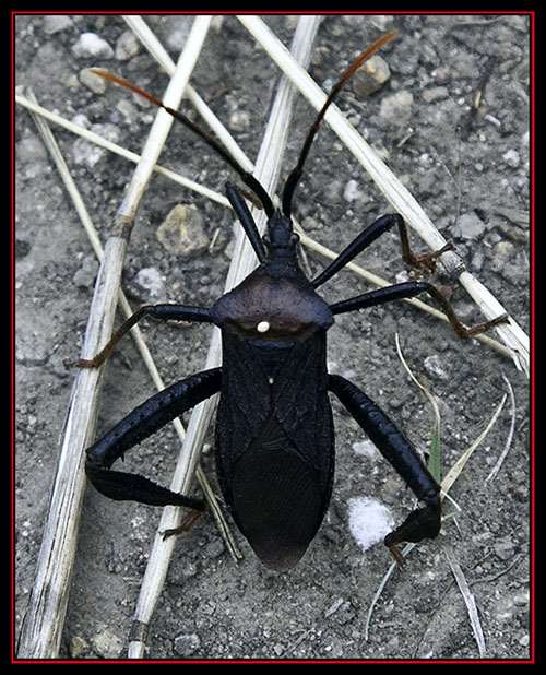 Stink Bug on the Trail - Honey Creek State Natural Area