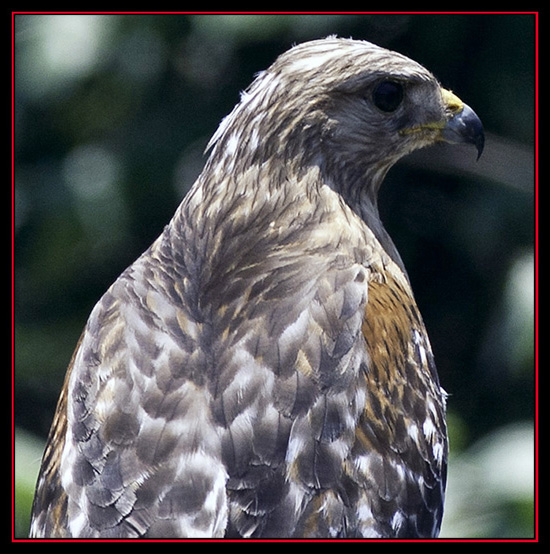 Red-shouldered Hawk - Along the Roadway in Texas