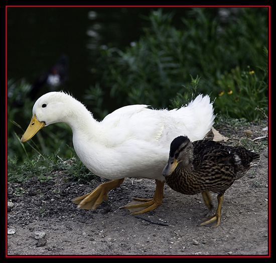 Linda's Bird Buddies - Boerne, Texas