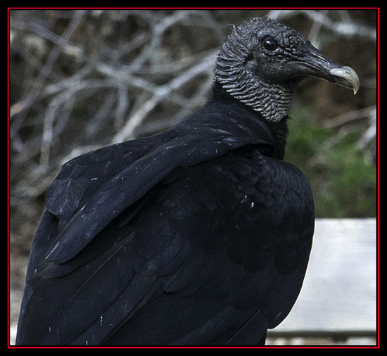 Black Vulture - Friedrich Wilderness Park - San Antonio, Texas