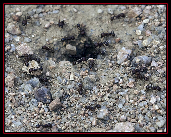 Ants on the Move - At a Stop Along the Road