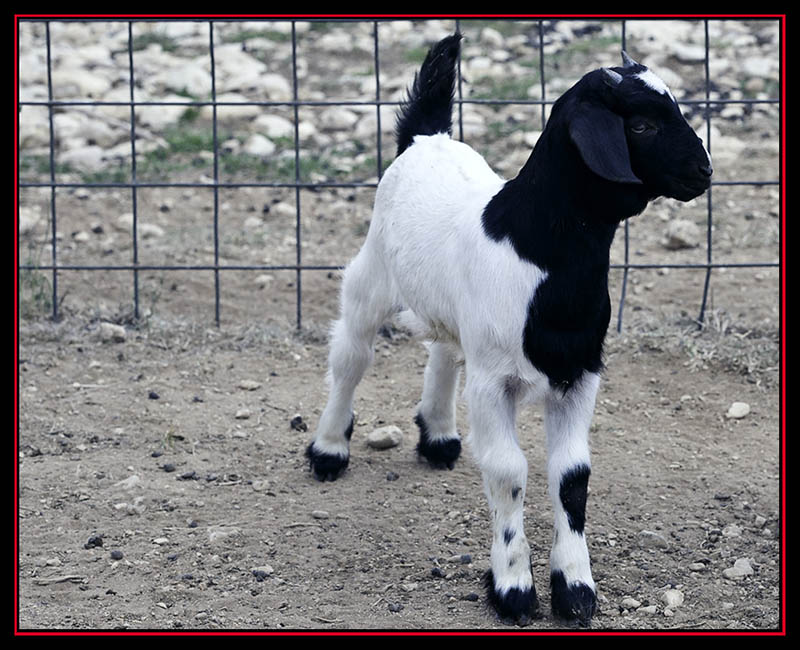 Goat at a Stop Along the Road