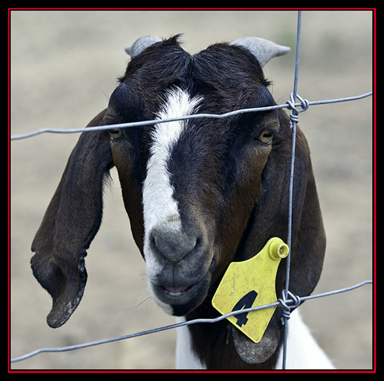 Goat at a Stop Along the Road