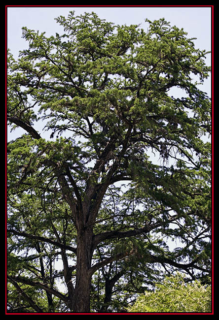 View in the Park - Garner State Park - Concan, Texas