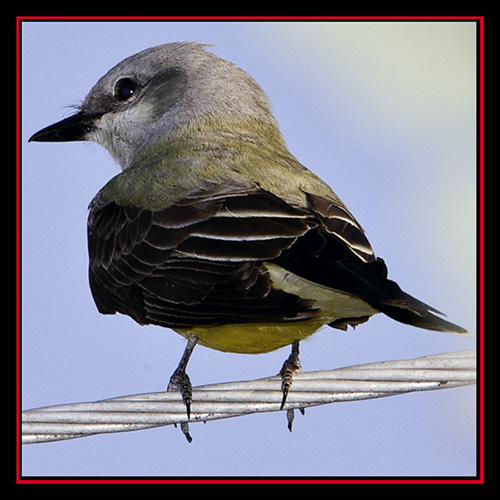 Western Kingbird