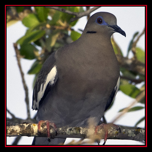 White-winged Dove