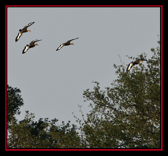 Egyptian Goose Flight