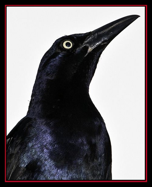 Great-tailed Grackle