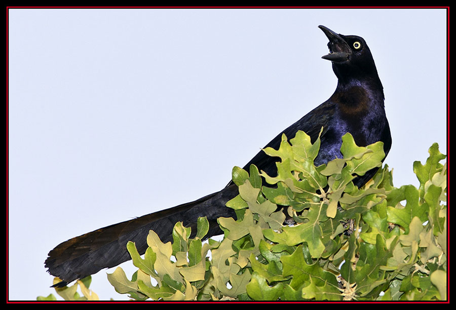 Great-tailed Grackle