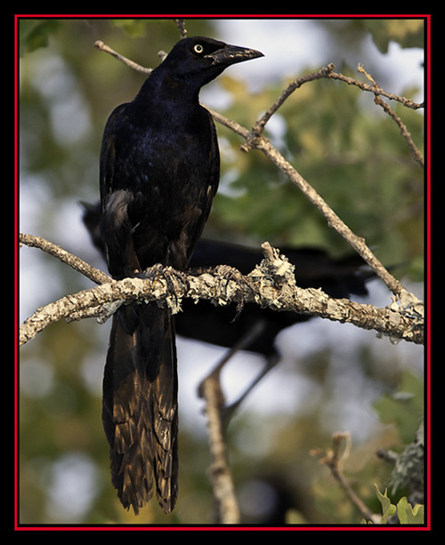 Great-tailed Grackle