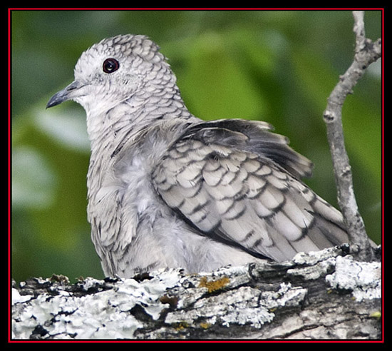 Inca Dove - Guadalupe River State Park, Spring Branch, Texas