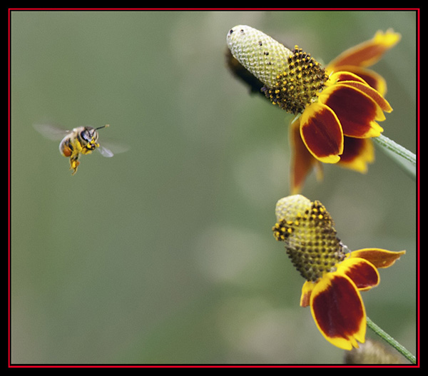 Bee and Cone Flower - Guadalupe River State Park, Spring Branch, Texas