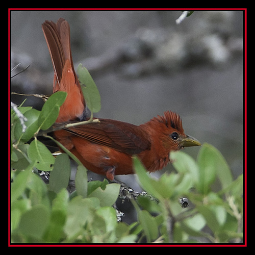 Summer Tanager