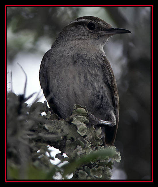 Bewick's Wren - Guadalupe River State Park, Spring Branch, Texas