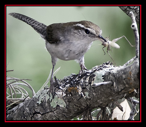 Bewick's Wren