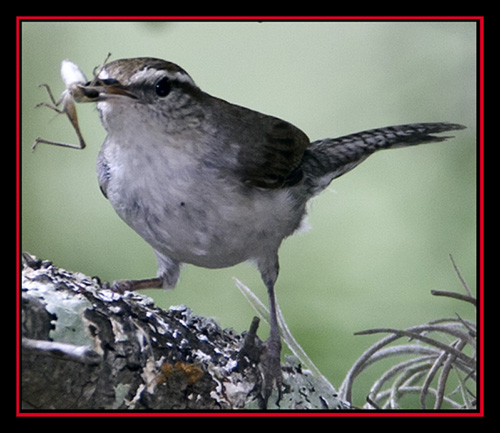 Bewick's Wren