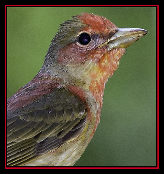 Summer Tanager