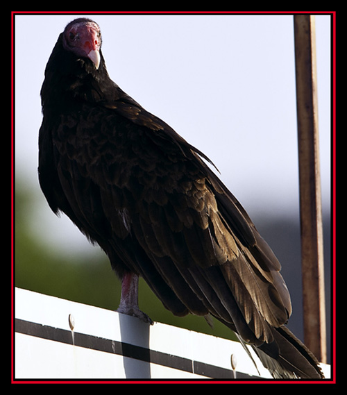 Turkey Vulture