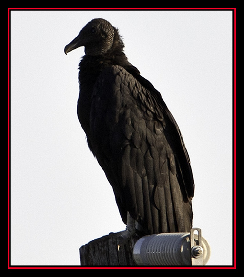 Black Vulture