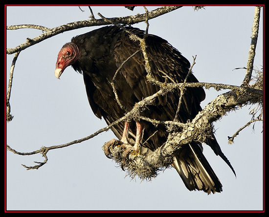 Turkey Vulture Along the Road