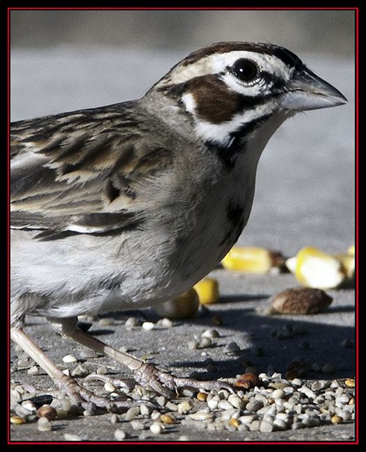 Lark Sparrow