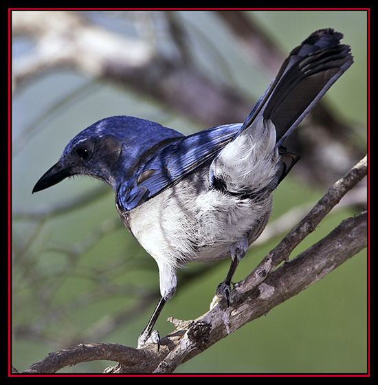 Western Scrub-Jay - Lost Maples State Natural Area - Vanderpool, Texas