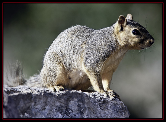 Fox Squirrel - Lost Maples State Natural Area