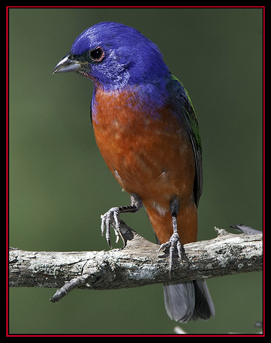 Painted Bunting - Lost Maples State Natural Area - Vanderpool, Texas