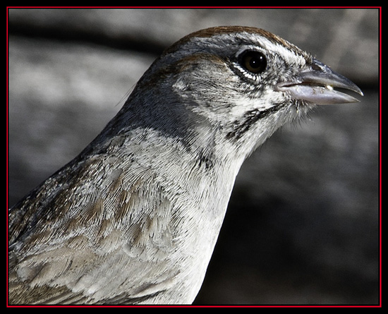 Rufous-crowned Sparrow