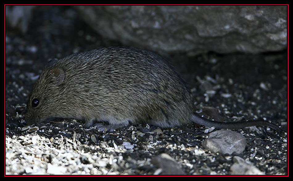 Hispid Cotton Rat - Lost Maples State Natural Area - Vanderpool, Texas 