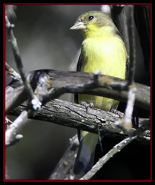 Female Lesser Goldfinch - Lost Maples State Natural Area - Vanderpool, Texas