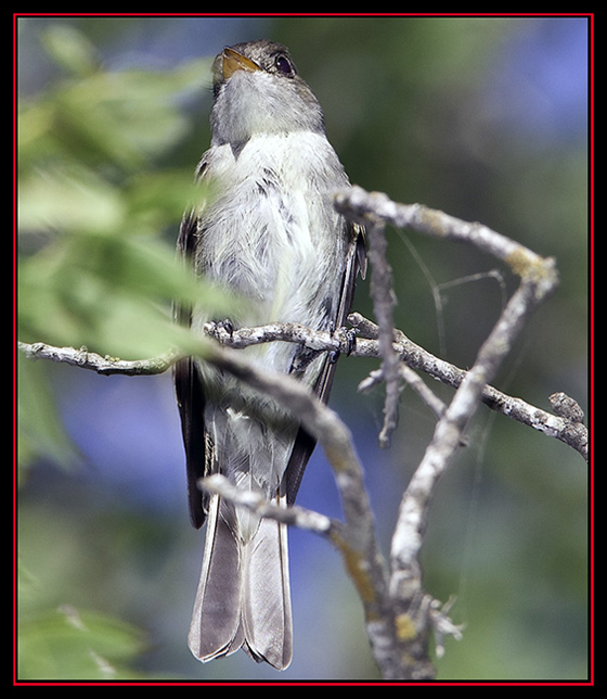 Acadian Flycatcher - Lost Maples State Natural Area