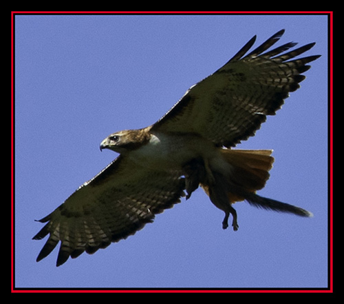 Red-tailed Hawk with Squirrel Capture