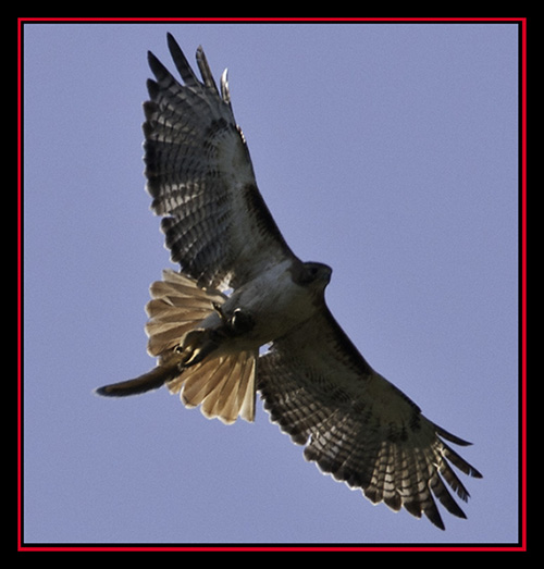 Red-tailed Hawk with Squirrel Capture