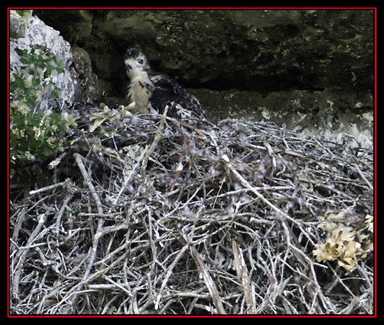 Red-tailed Hawk Chick - Lost Maples State Natural Area - Vanderpool, Texas