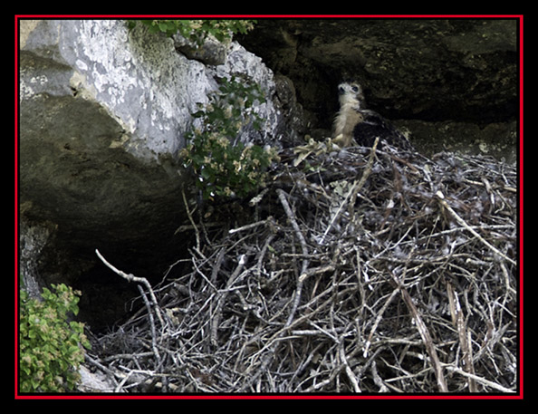 Red-tailed Hawk Chick in the Nest